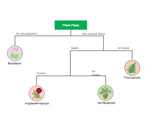 Dichotomous Key Templates EdrawMax Free Editable