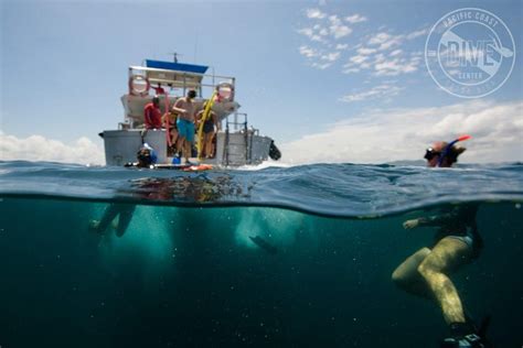 Snorkeling At Catalina Islands North Island Cr