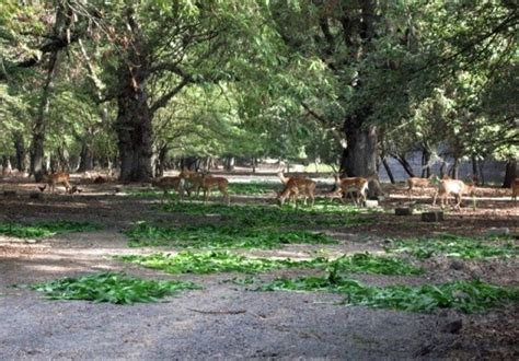 Dasht-e Naz Wildlife Refuge, Iran - Tourism news - Tasnim News Agency