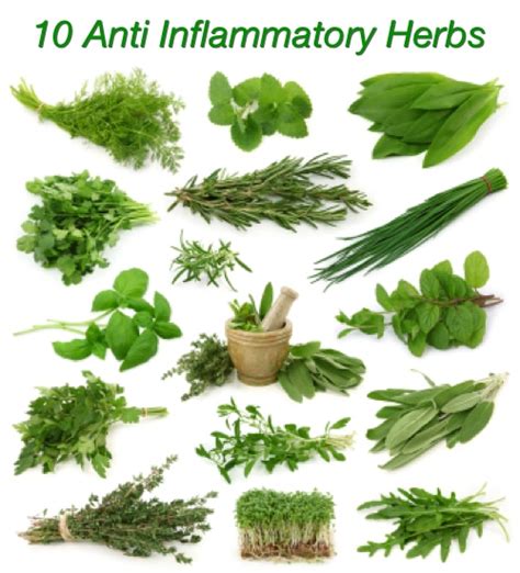 Treat Inflammation With These 10 Anti Inflammatory Herbs - Homestead & Survival