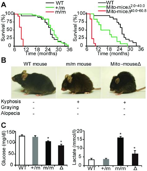 Comparison Of The Phenotypes Observed In Mtdna Mutator Mice And