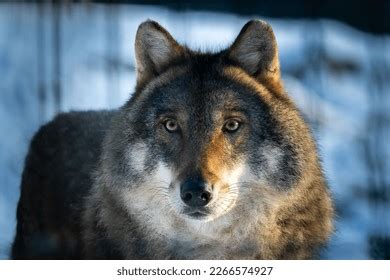 Dire Dark Gray Wolf Canis Lupus Stock Photo Shutterstock