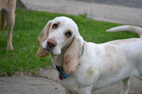 White Basset Hound Mix