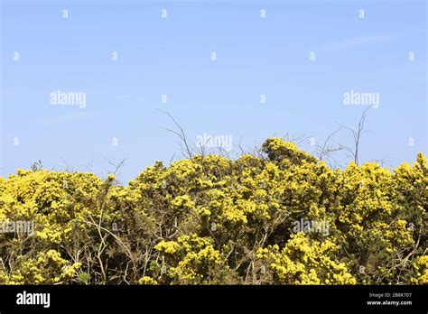 Gorse Invasive Plant Hi Res Stock Photography And Images Alamy