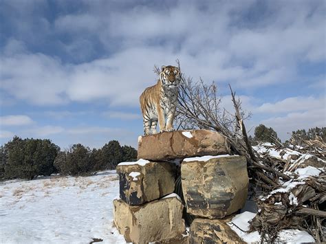 Colorado Animal Sanctuary Going Wild Over Horses Westword