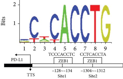 Zeb1 Transcription Up Regulates The Expression Of Pd 1 Pd L1 And