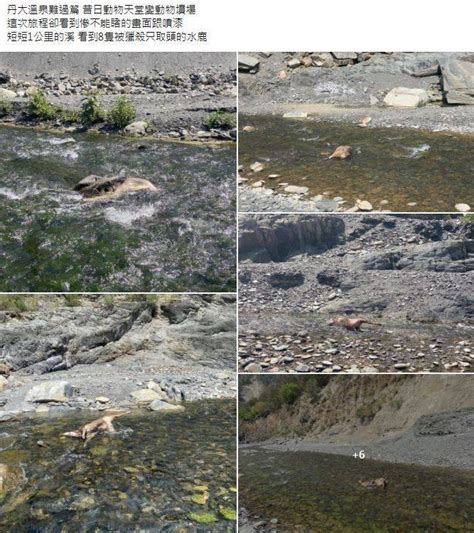 「沒有頭」丹大野溪驚見8水鹿屍 噴漆獵人被網友肉搜 生活 自由時報電子報