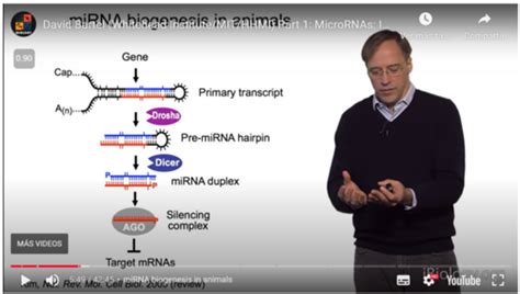 BIOL 308 Set 9 Flashcards Quizlet