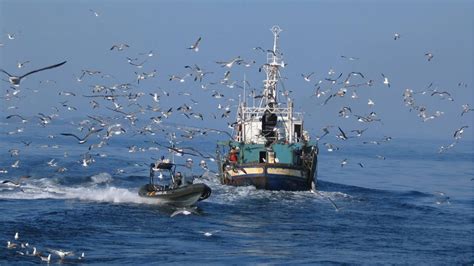 Pide Oceana Acelerar El Combate De La Pesca Ilegal Punto Mx