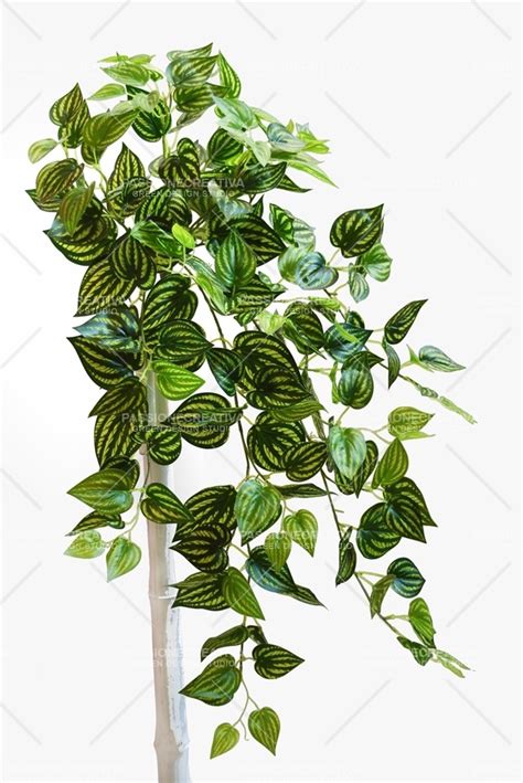 PEPEROMIA CESPUGLIO CADENTE VARIEGATO 90 Cm PIANTA ARTIFICIALE