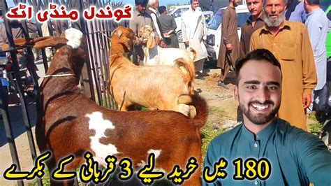 Bakra Mandi Gondal Latest Update April Qurbani K Liy Bakry