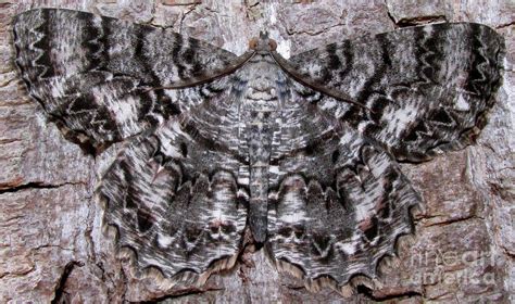 Bark Moth Photograph By Joshua Bales