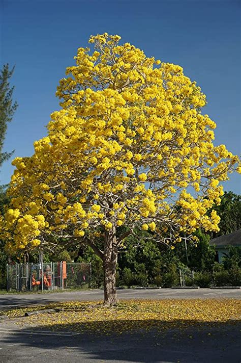 Tabebuia aregntia – Garden Buddy