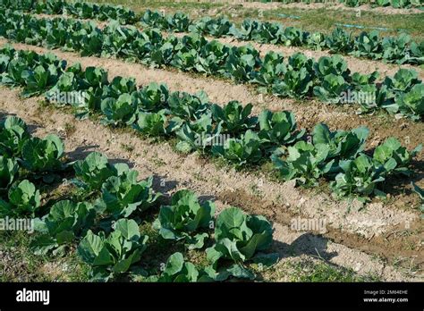 Large Healthy Cabbage Plant On The Ground In The Garden Cabbage