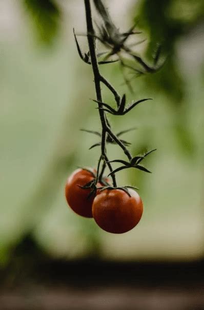 Are Tomato Leaves Edible?