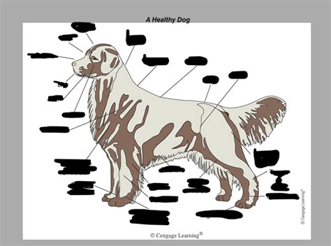 Dog External Anatomy Diagram Quizlet