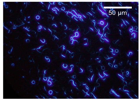 Luminescence Micrograph Of P 6P Nanoaggregates On Mica Sample 1