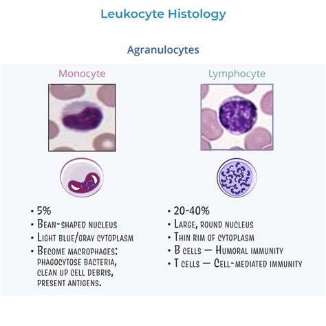 Leukocyte Cell Lines - Histology Flashcards | ditki medical and biological sciences