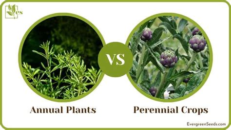 Annual Vs Perennial Plants A Comparison Of The Two