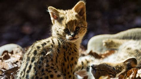 A cute baby jaguar - Wild animal