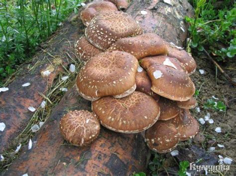 Shiitake Mushroom / Mycelium Spores Spawn Dried Seeds From - Etsy