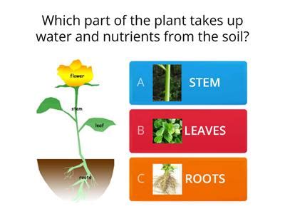 Parts Of A Plant Random Recursos De Ensino