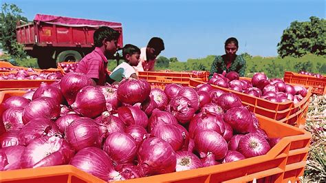 Modi Govt Imposes 40 Duty On Onion Exports As Surging Prices Spark