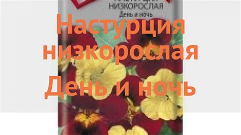Настурция низкорослая День и ночь (den i noch) 🌿 обзор: как сажать ...