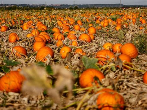 Oct 21 | Fall Festival, Pumpkin Patch & Corn Maze 2023: ﻿Mellano Family ...