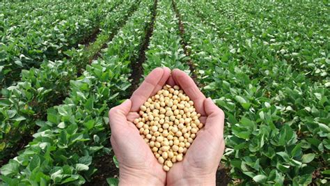 El Cultivo De Soya Una Oportunidad Para Los Productores Reinventarse