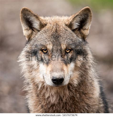 Yeux Loup Blanc 37 518 Photos Et Images De Stock Shutterstock