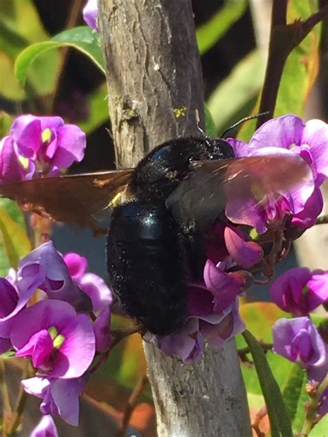 Valley Carpenter Bee From Mardell Way Mountain View Ca Us On