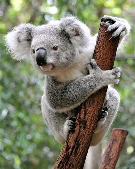 Koalas Are Now Officially Endangered Species In Australia