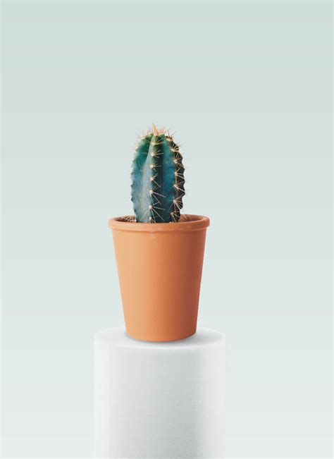 Star Cactus Grow Green