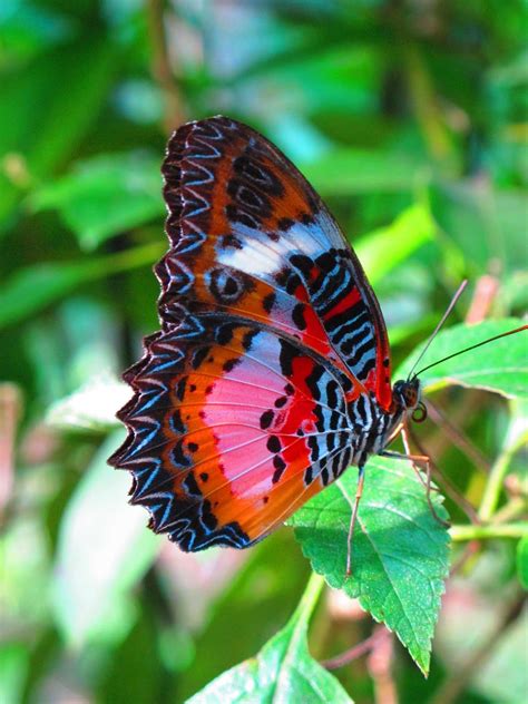 Different Colors Of Butterflies