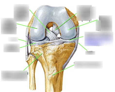 Cruciate Collateral Ligaments Anterior Diagram Quizlet