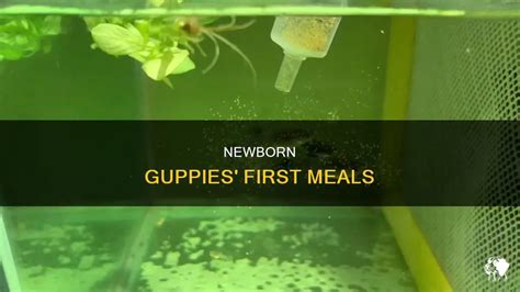 Newborn Guppies' First Meals | PetShun