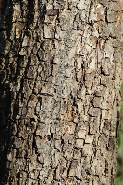 Tree Bark In The Sun Stock Image Image Of Outermost