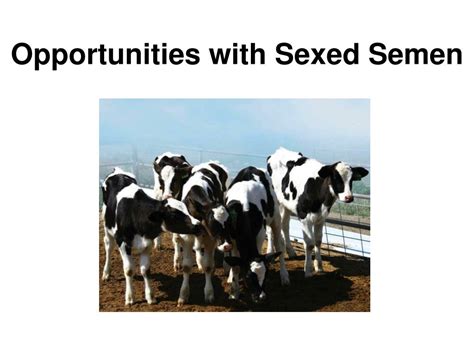 Ppt Opportunities And Challenges With Sexed Semen Powerpoint