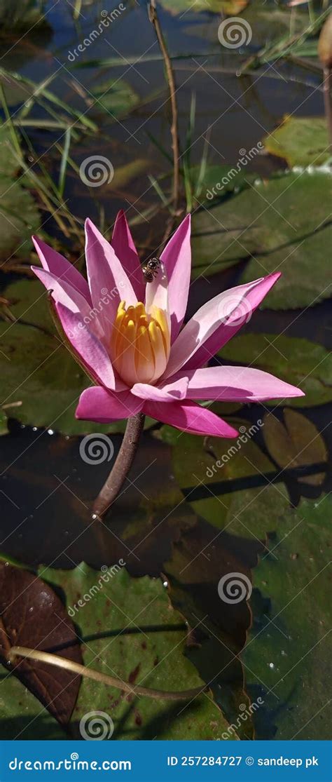 Water Lily Flower Photo Image Stock Image Image Of Flower Water