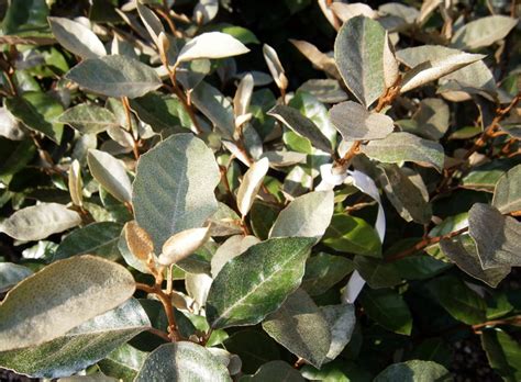 October Plant of the Month- Elaeagnus | Garden Center Nursery San Antonio