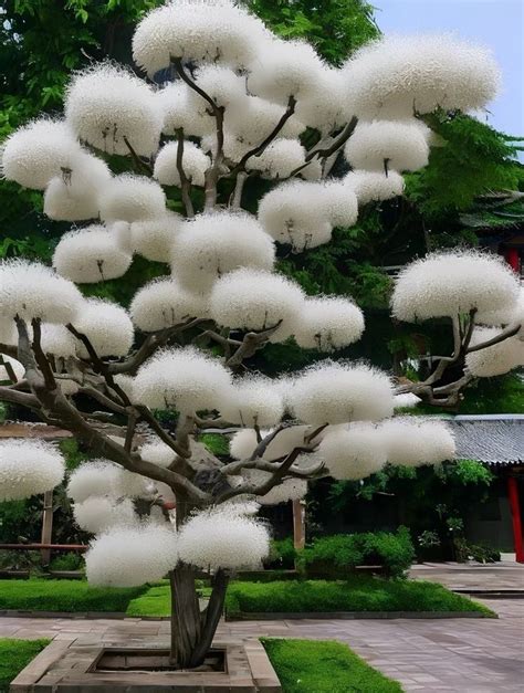 Chinese Losu Tree A K A April Snow Because It Only Blooms Once In