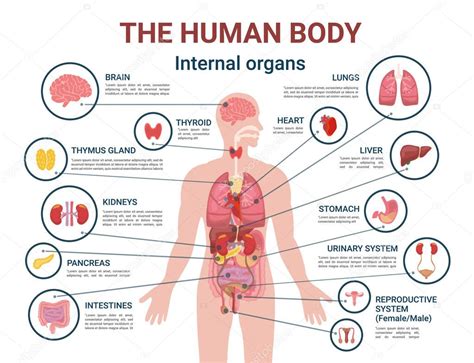 Cuerpo humano Órganos internos y piezas Info Cartel 2024