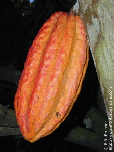 Trinitario Cacao Theobroma Cacao Seeds Montoso Gardens