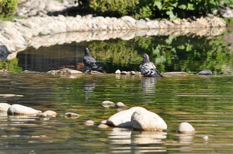 Pigeons Le Parc Photo Gratuite Sur Pixabay Pixabay