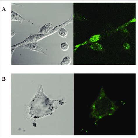 Confocal Microscopy Showing Fitc Labelled Anti Np 1 Peptide Binding To Download Scientific