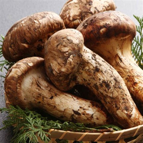 Wild Matsutake Mushrooms Sunway Specialty Commodities Ltd