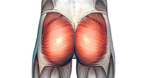 Buttock Pain Causes Injuries Treatment And Rehabilitation