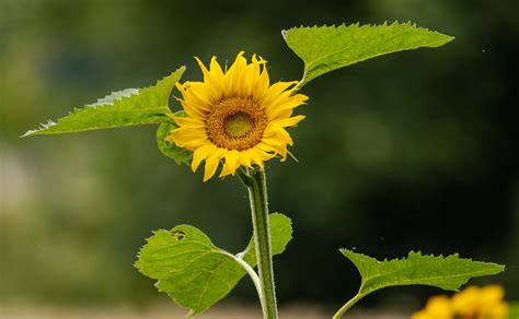 Sonnenblume Blume Gelbe Kostenloses Foto Auf Pixabay Pixabay