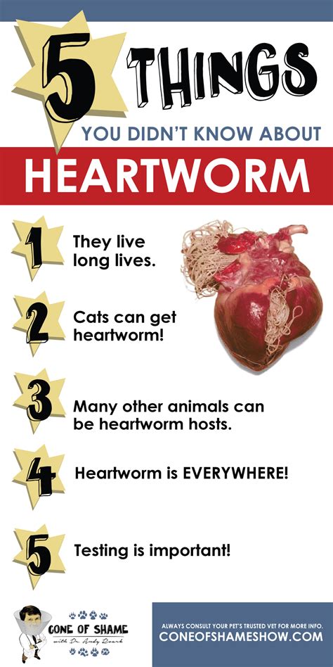 5 Things You Didnt Know About Heartworms Heartworm Healthy Pets